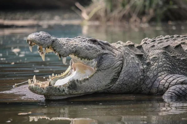 OS ANIMAIS MAIS PERIGOSOS DO MUNDO 7vettop% ANIMAIS MAIS PERIGOSOS DO MUNDO6