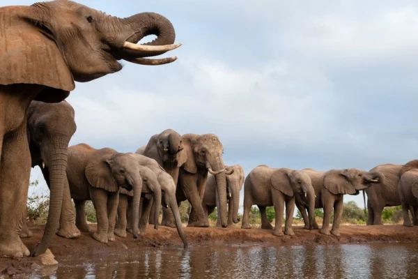 OS ANIMAIS MAIS PERIGOSOS DO MUNDO 8vettop% ANIMAIS MAIS PERIGOSOS DO MUNDO8