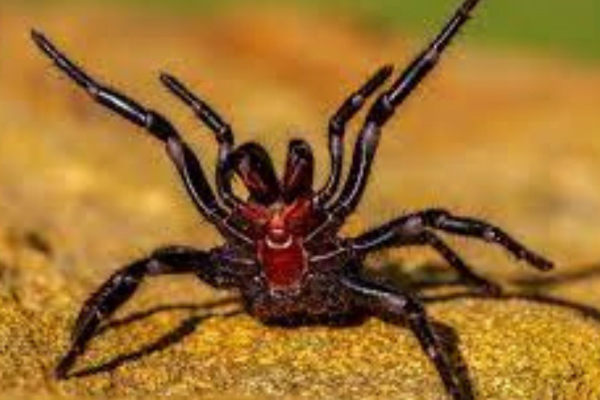 As Aranhas: Características e Diversidade 4vettop% Aranha-Teia-de-Funnel (Atrax robustus)