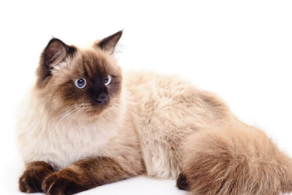 11 Gatos hipoalergênicos para pessoas com alergias 5vettop% Balinese