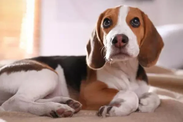 Os Melhores Cães para Apartamento 7vettop% Beagle