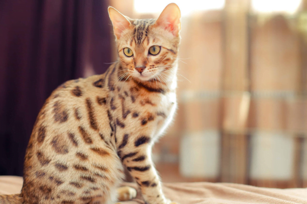 11 Gatos hipoalergênicos para pessoas com alergias 7vettop% Bengal