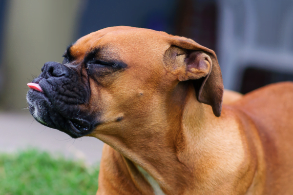 As 10 Melhores Raças de Cachorros para Crianças 4vettop% Boxer