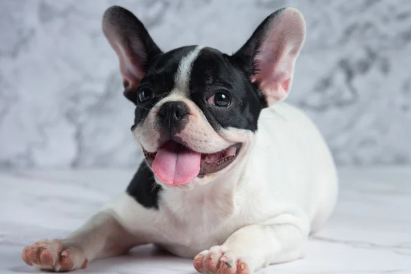 Os Melhores Cães para Apartamento 3vettop% Bulldog Francês
