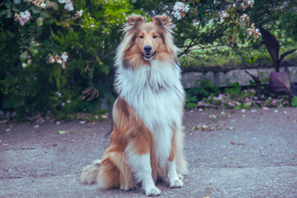 As 10 Melhores Raças de Cachorros para Crianças 3vettop% Collie: