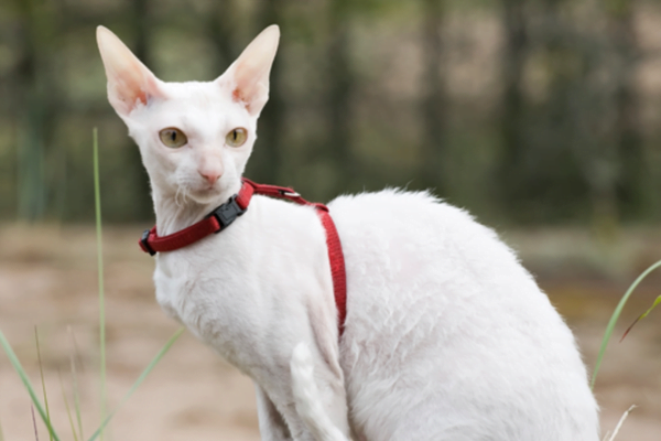 11 Gatos hipoalergênicos para pessoas com alergias 4vettop% Cornish Rex