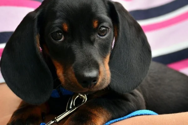 Os Melhores Cães para Apartamento 6vettop% Dachshund.png