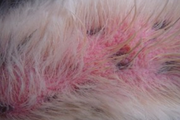 Dermatite Canina - Sistomas e Tratamento 2vettop% Dermatite Canina 1