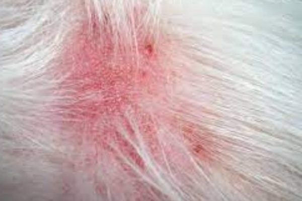 Dermatite Canina - Sistomas e Tratamento 3vettop% Dermatite Canina 2