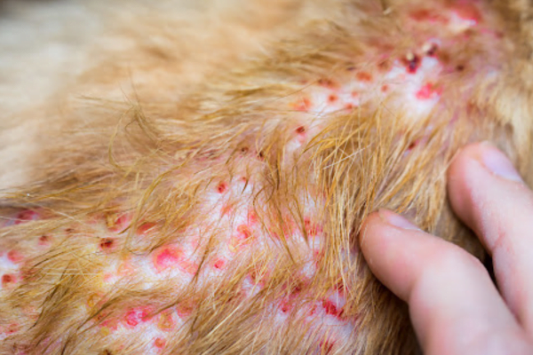 Dermatite Canina - Sistomas e Tratamento 1vettop% Dermatite Canina