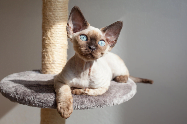 11 Gatos hipoalergênicos para pessoas com alergias 3vettop% Devon Rex