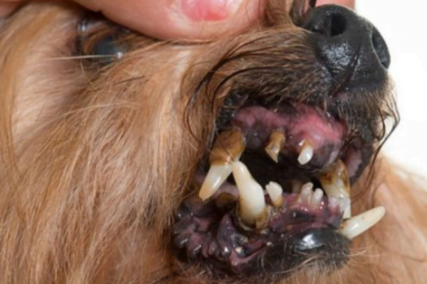 As Doenças Dentárias em Cães 2vettop% Doenças Dentárias em Cães 2