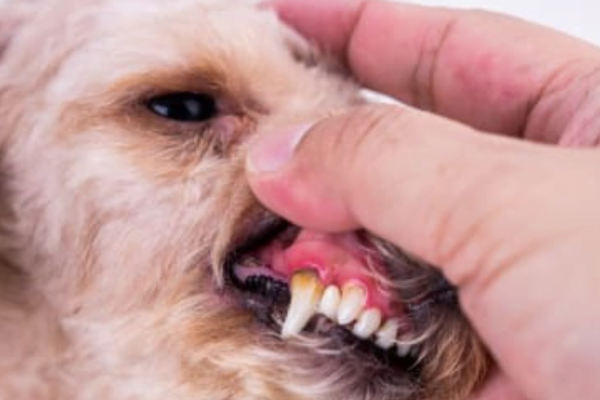 As Doenças Dentárias em Cães 3vettop% Doenças Dentárias em Cães
