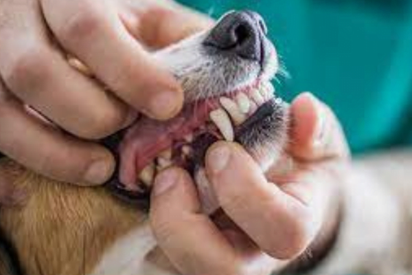 As Doenças Dentárias em Cães 1vettop% Doenças Dentárias em Cães 2