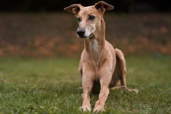 As 10 Melhores Raças de Cachorros para Crianças 8vettop% Galgo Inglês