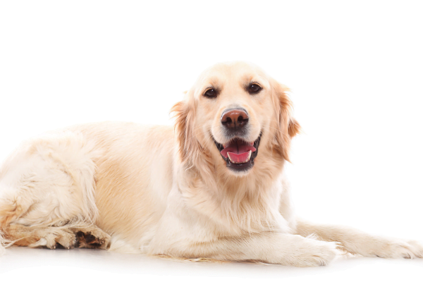 As 10 Melhores Raças de Cachorros para Crianças 7vettop% Golden Retriever