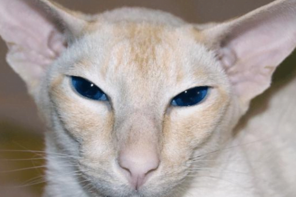 11 Gatos hipoalergênicos para pessoas com alergias 8vettop% Javanês