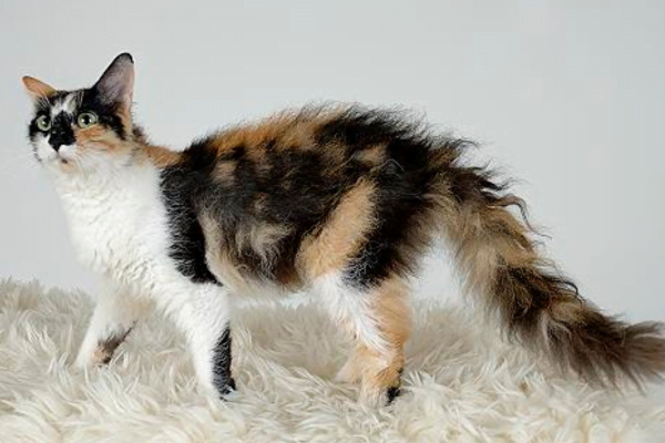 11 Gatos hipoalergênicos para pessoas com alergias 11vettop% LaPerm
