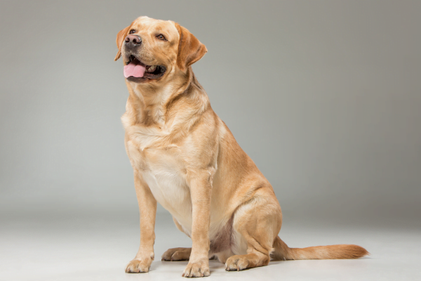 As 10 Melhores Raças de Cachorros para Crianças 2vettop% Labrador Retriever