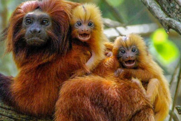 Dia Mundial do Macaco e o Mico-leão-dourado 14 de Dezembro 1vettop% Mico-leão-dourado 1
