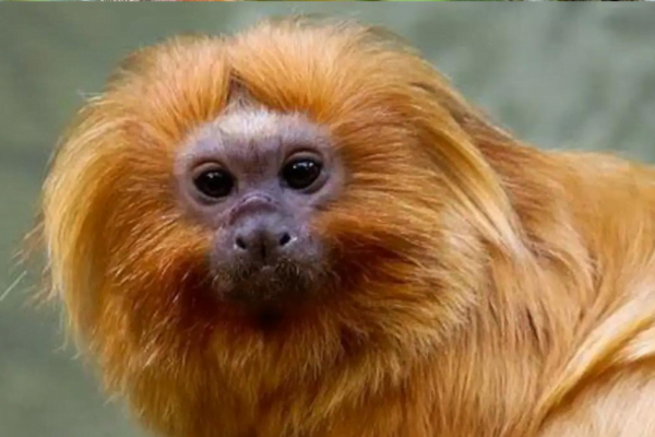 Dia Mundial do Macaco e o Mico-leão-dourado 14 de Dezembro 2vettop% Mico-leão-dourado 2