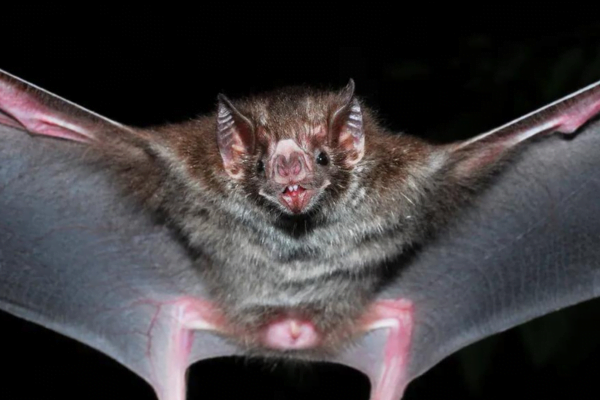 Morcegos: Fascinantes Criaturas Noturnas 1vettop% Morcegos Carnivoros