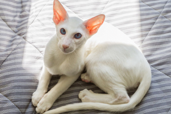 11 Gatos hipoalergênicos para pessoas com alergias 9vettop% Oriental Shorthair