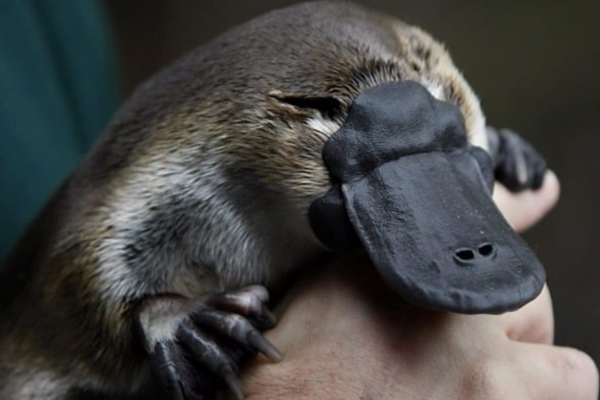 Animais Fofos que Podem Ser Mortais 8vettop% Ornitorrinco