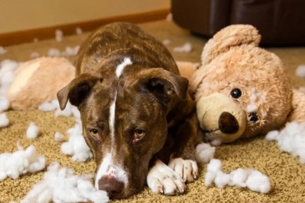 Os Melhores Cães para Apartamento 2vettop% Os Melhores Cães para Apartamento 1