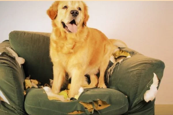 Os Melhores Cães para Apartamento 2vettop% Os Melhores Cães para Apartamento