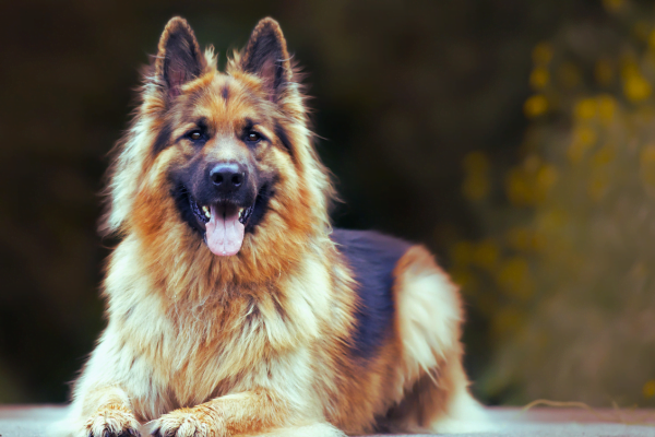 As 10 Melhores Raças de Cachorros para Crianças 5vettop% Pastor Alemão