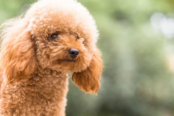 Os Melhores Cães para Apartamento 4vettop% Poodle