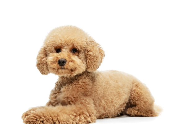 As 10 Melhores Raças de Cachorros para Crianças 6vettop% Poodle