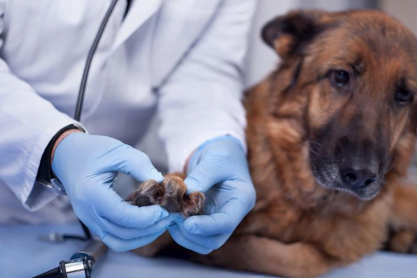 Por que os cães lambem e mordem suas patas? 1vettop% Por que os cães lambem e mordem suas patas 1