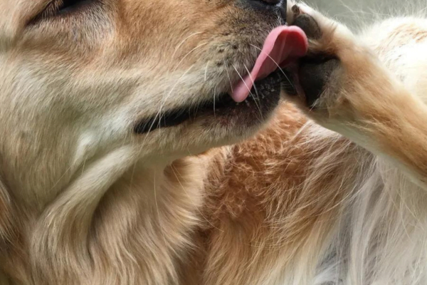 Por que os cães lambem e mordem suas patas? 2vettop% or que os cães lambem e mordem suas patas 2