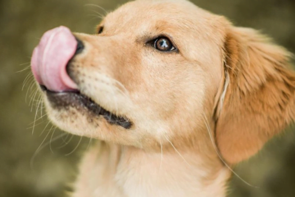 Por que os cães lambem e mordem suas patas? 3vettop% Por que os cães lambem e mordem suas patas 3