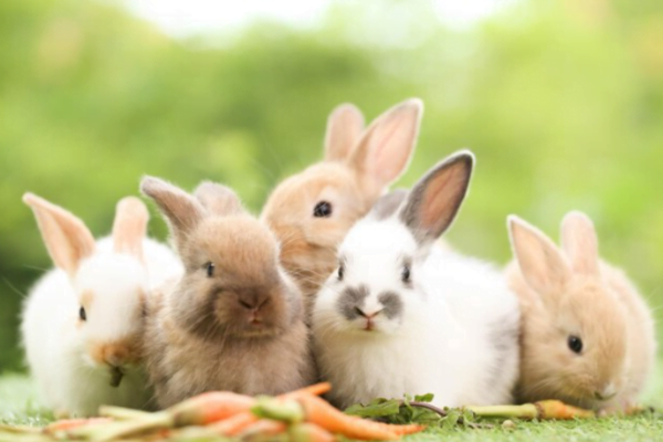 Quantos filhotes um coelho pode ter? 2vettop% Quantos Filhotes Um Coelho Pode Ter 3?
