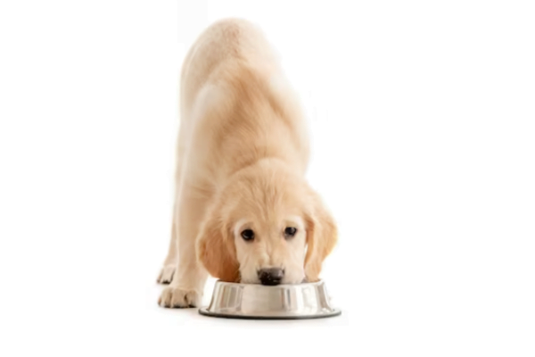 A Importância da Escolha da Ração para Cachorro Filhote 1vettop% Ração para Cachorro Filhote 1