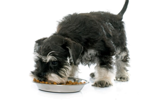A Importância da Escolha da Ração para Cachorro Filhote 2vettop% Ração para Cachorro Filhote 2