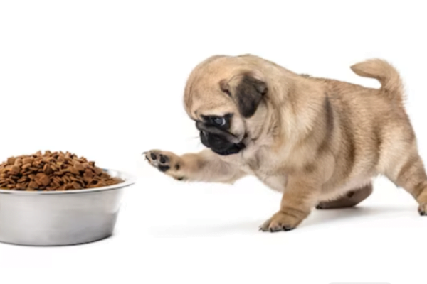 A Importância da Escolha da Ração para Cachorro Filhote 3vettop% Ração para Cachorro Filhote 3