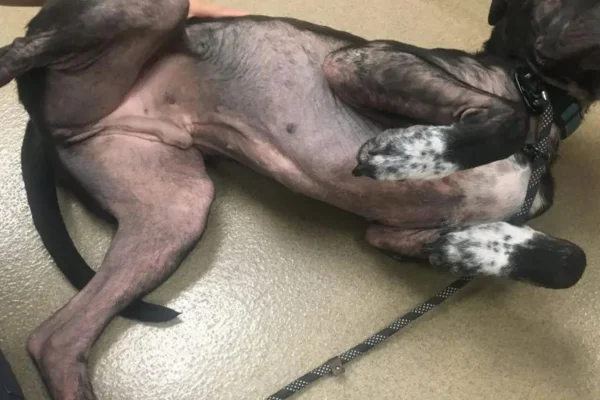 Rações Hipoalergênicas para Animais de Estimação 1vettop% Racoes-Hipoalergenicas1