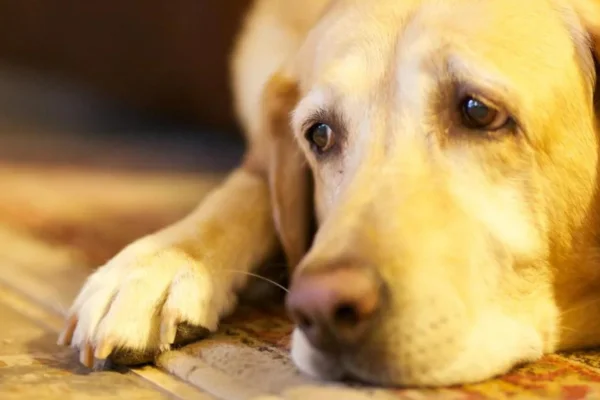 Rações Hipoalergênicas para Animais de Estimação 2vettop% Racoes-Hipoalergenicas-2