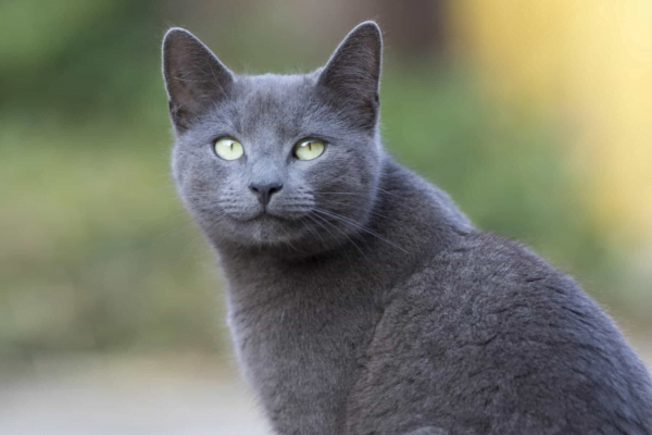 11 Gatos hipoalergênicos para pessoas com alergias 10vettop% Russian Blue