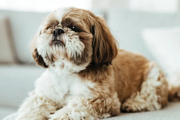 Os Melhores Cães para Apartamento 5vettop% Shih Tzu