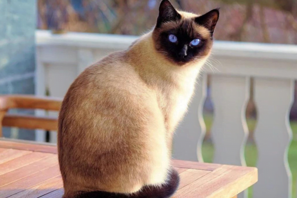 11 Gatos hipoalergênicos para pessoas com alergias 12vettop% Siamese
