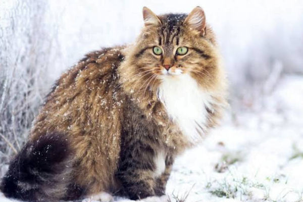 11 Gatos hipoalergênicos para pessoas com alergias 6vettop% Siberiano