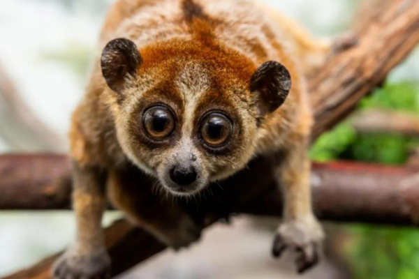 Animais Fofos que Podem Ser Mortais 7vettop% Slow Loris