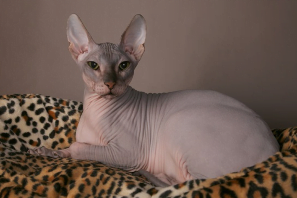 11 Gatos hipoalergênicos para pessoas com alergias 2vettop% Sphynx