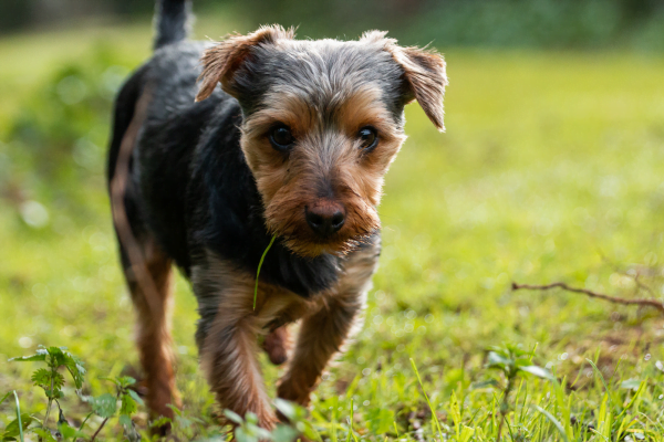 As 10 Melhores Raças de Cachorros para Crianças 9vettop% Vira-lata