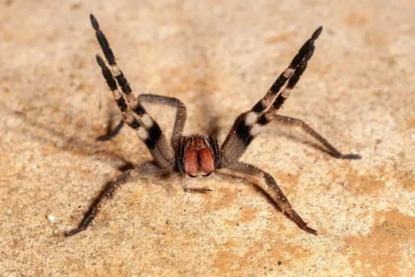 As Aranhas: Características e Diversidade 1vettop% Aranha-Armadeira (Phoneutria)